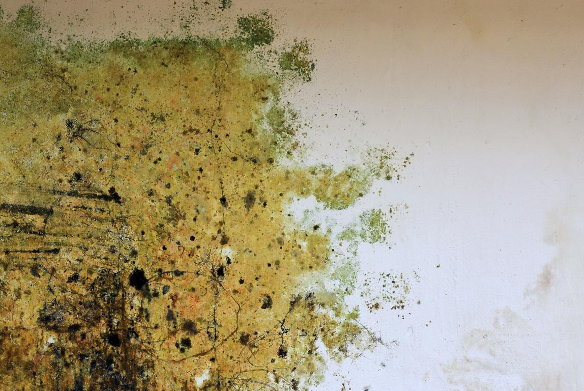 Mold growth on a surface